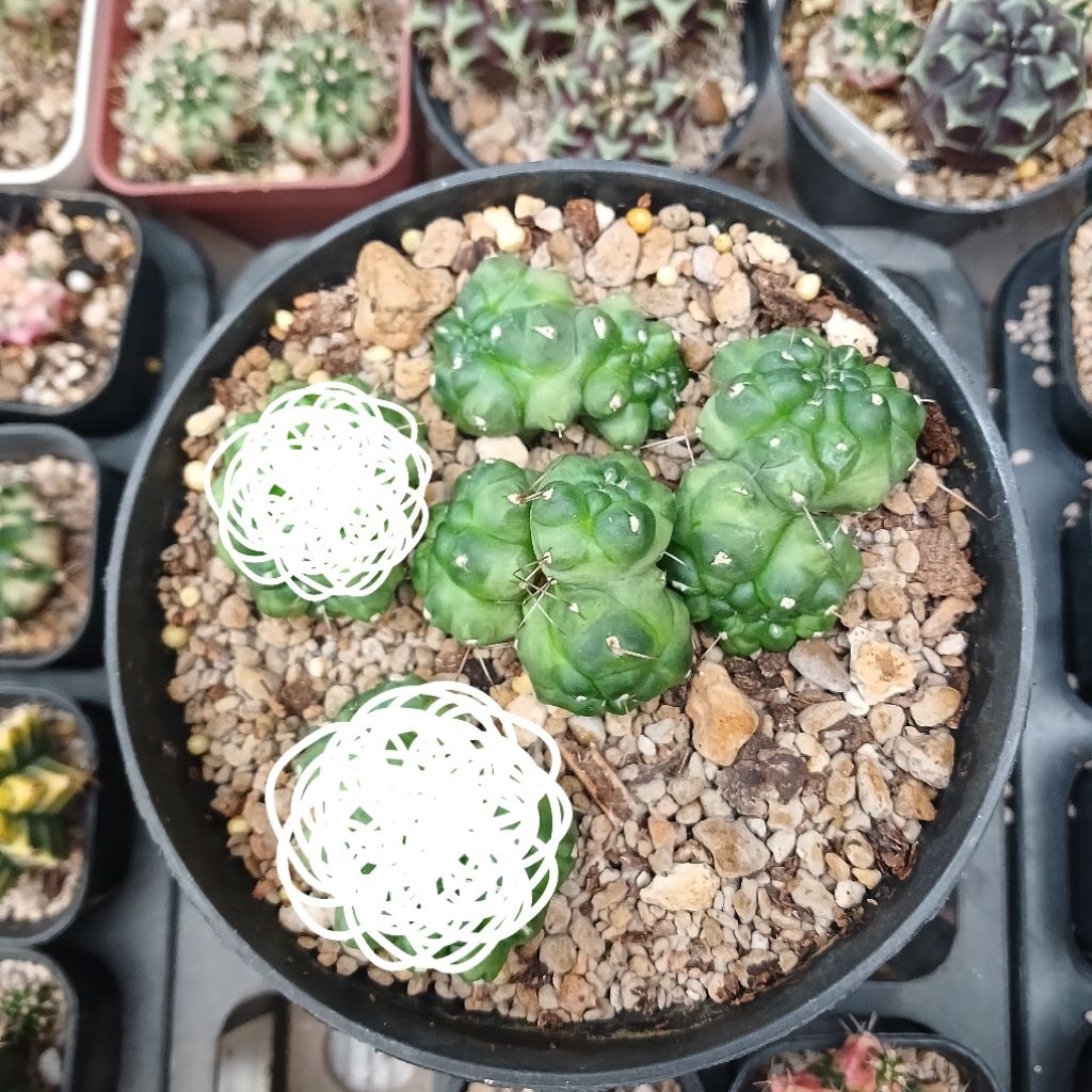 Gymnocalycium Kikko cv Ball Type (khusus potelan crested/kristata) | Kaktus