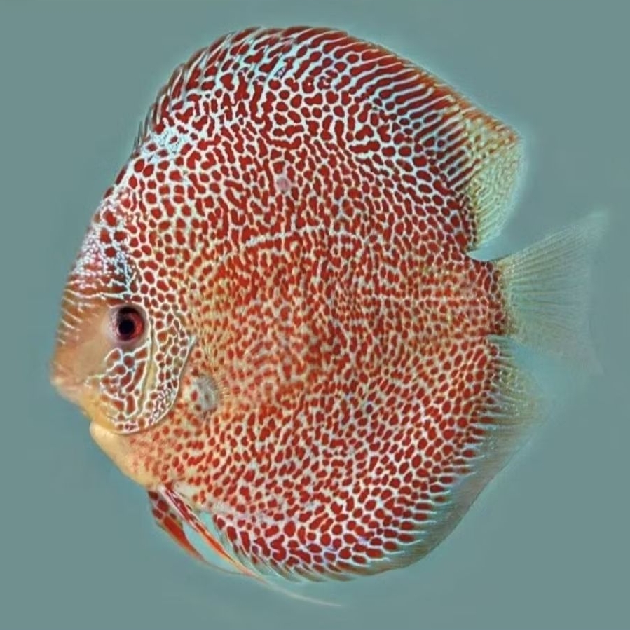 Discus Snake Skin // Best Quality // Aquascape