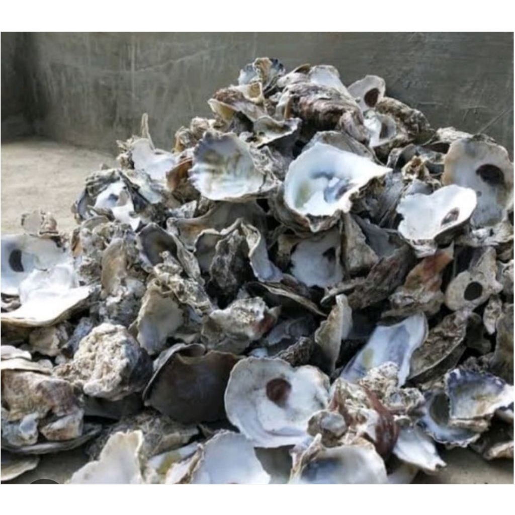 kerang oyster kerang oister kulit kerang media filter kolam aquarium