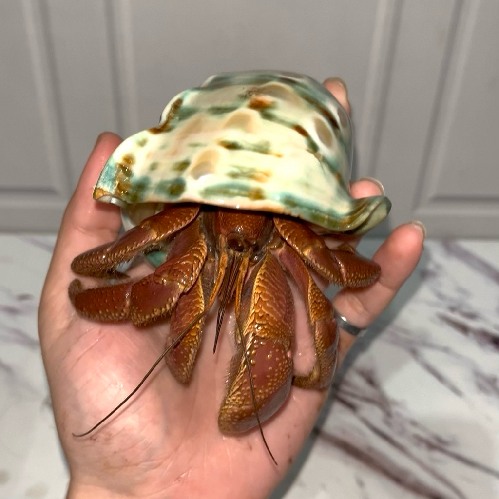 Kelomang Coenobita Brevimanus Jumbo XXL 12 cm