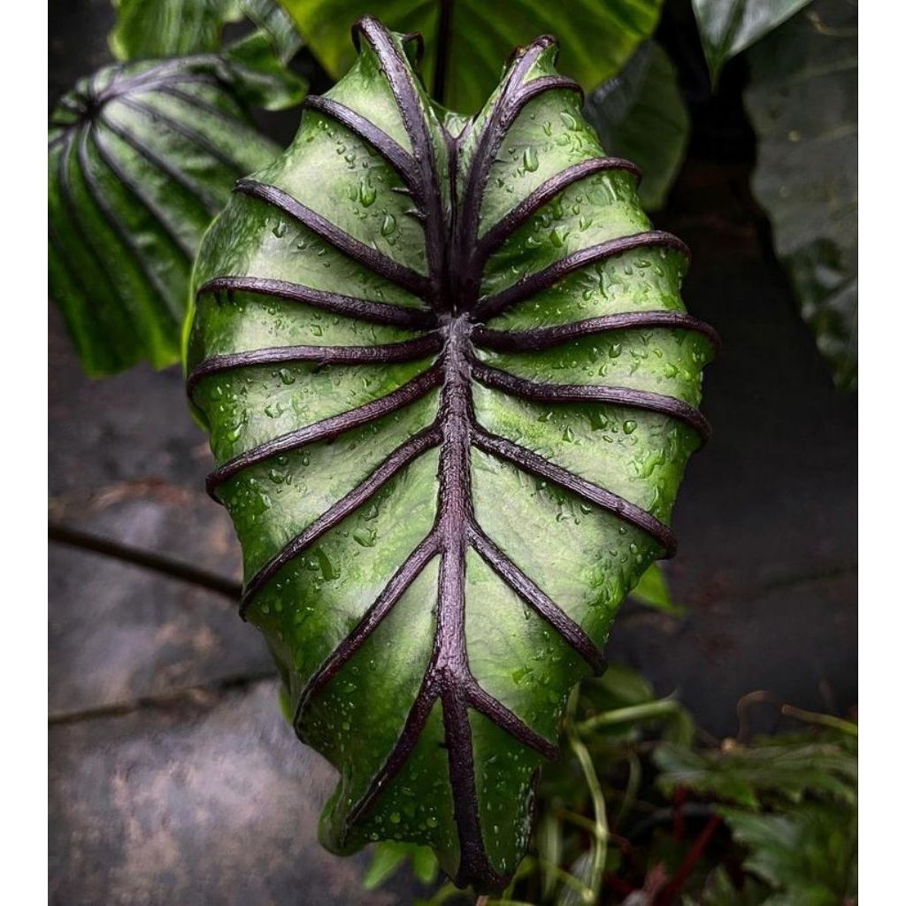 colocasia Pharaoh mask