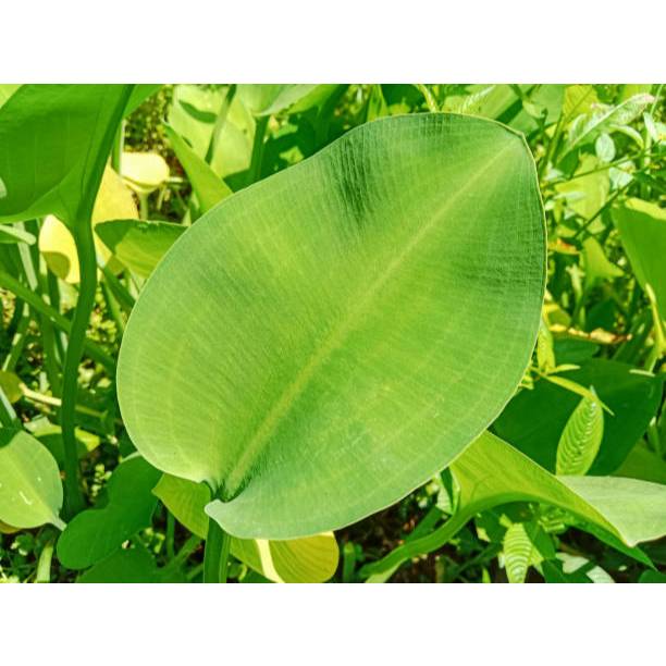 TABUR BENIH TANAMAN AIR GENJER