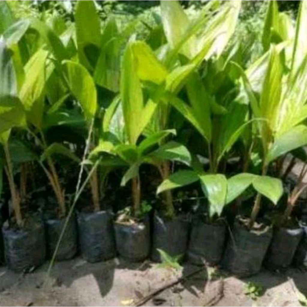 Bibit pohon salak pondoh kualitas unggul