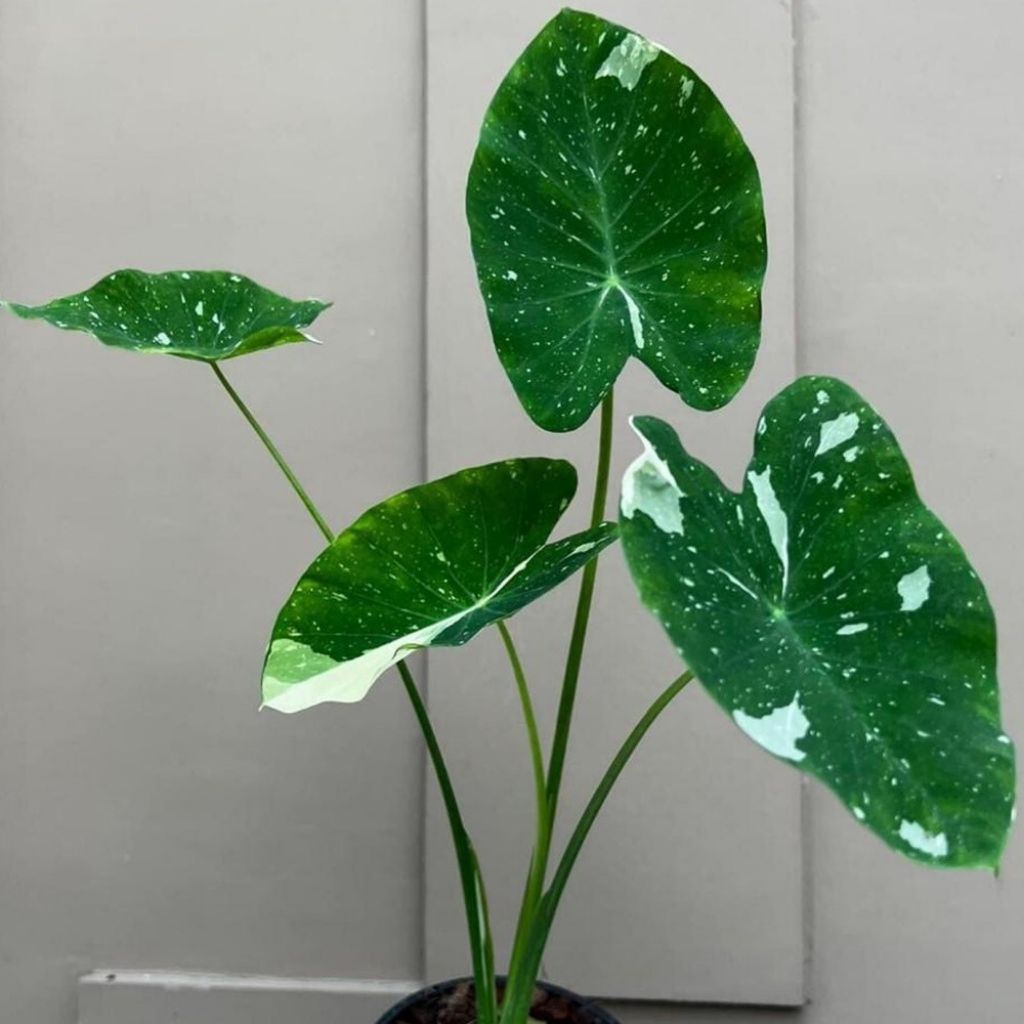 [NEW HYBRID] Colocasia milky way// TANAMAN KOLEKSI WAJIB PUNYA