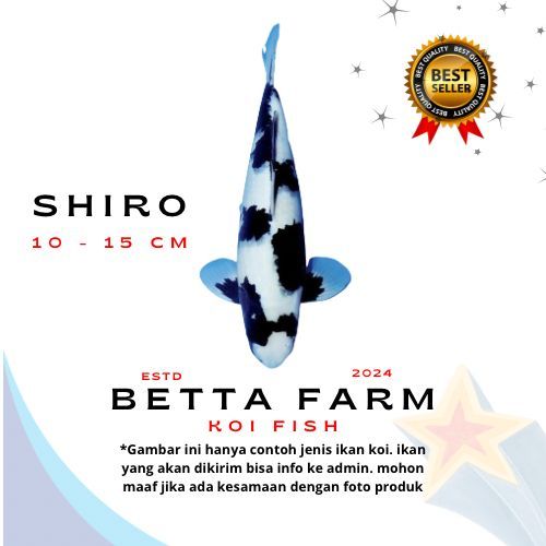 BIBIT KOI BLITAR SHIRO SIZE 10 - 15 CM