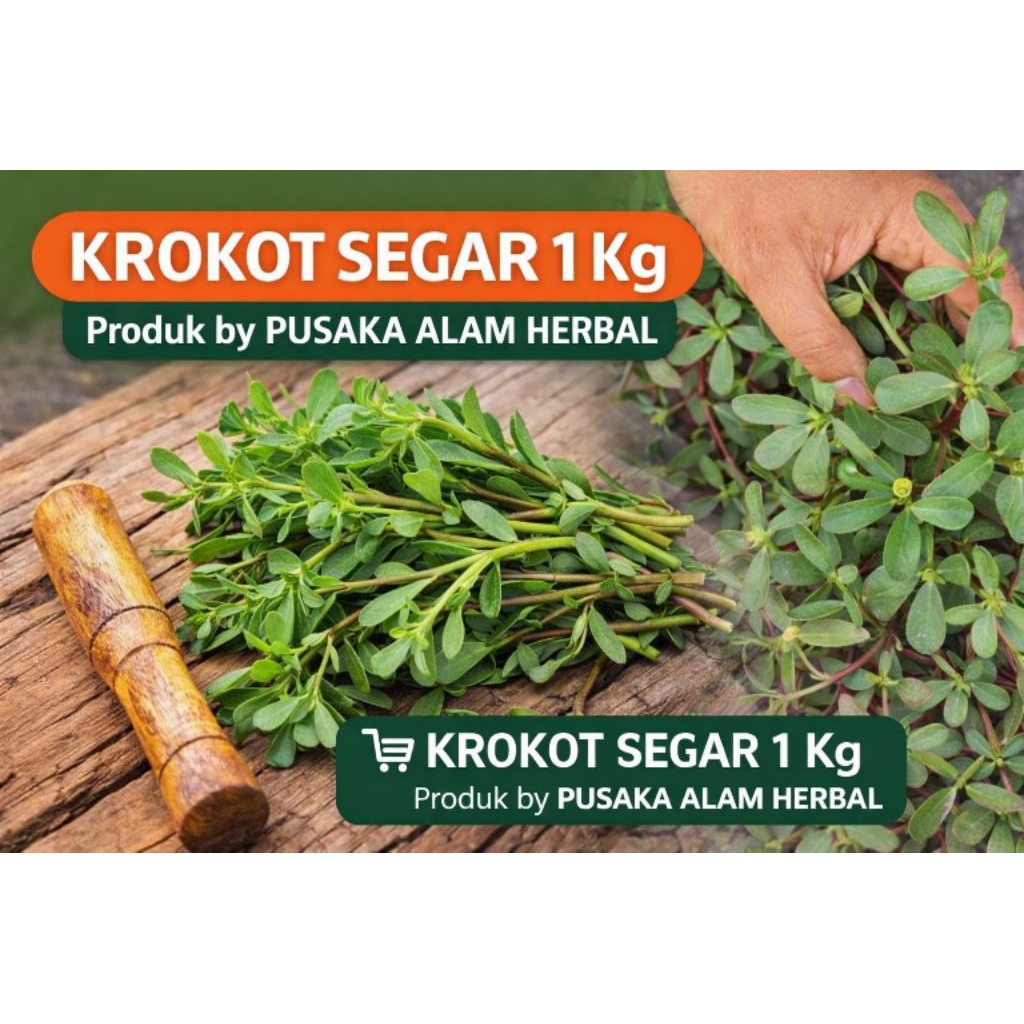 KROKOT SEGAR 1Kg (Ujung Sampai Akar) krokot segar, krokot 1 kg, krokot sayur, krokot herbal, krokot 