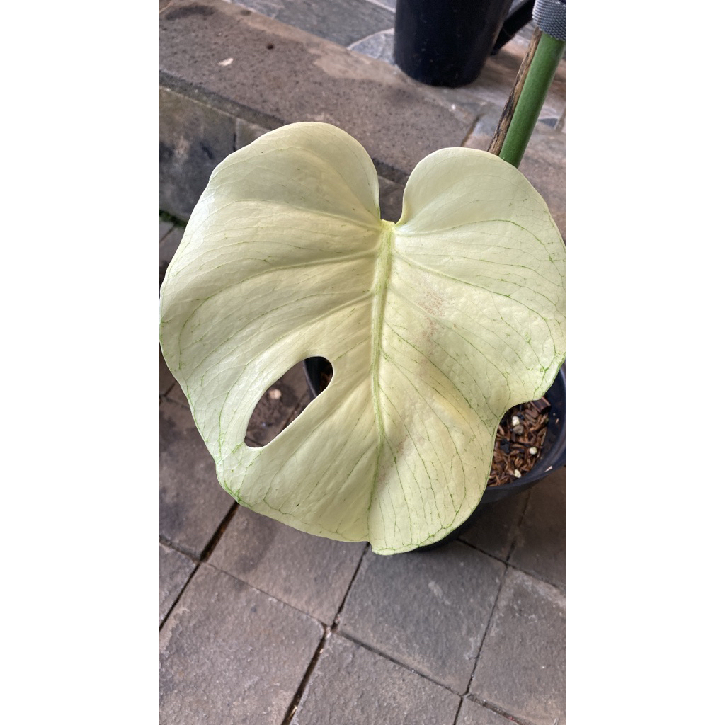 Monstera white monster kunzo