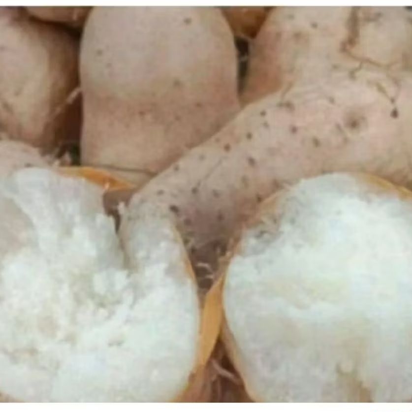 Bibit tanaman ubi gembili