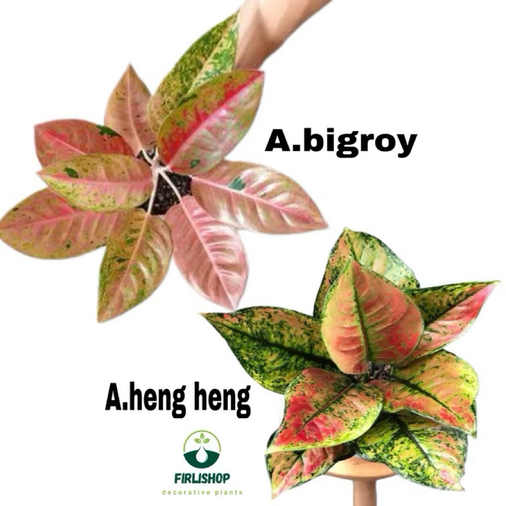 PAKET HEMAT AGLONEMA HENG HENG DAN BIGROY DAUN RIMBUN SIAP KIRIM