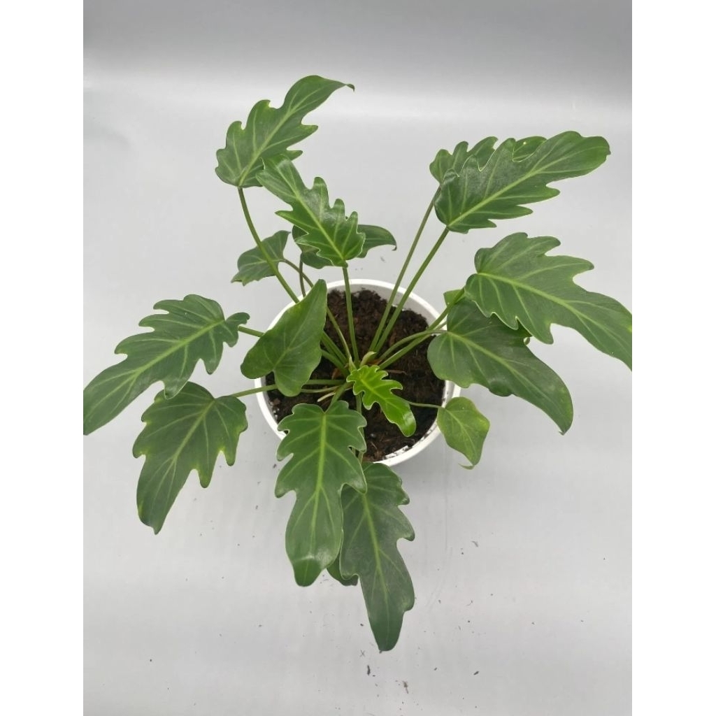 philodendron xanadu