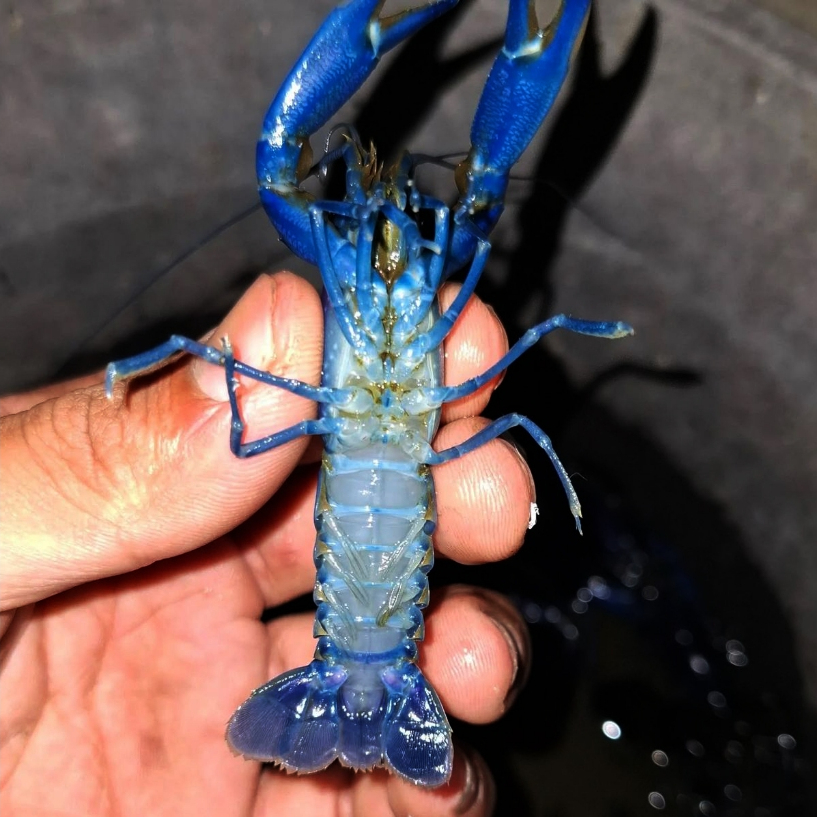 PAKET 5 PASANG CALON INDUKAN LOBSTER AIR TAWAR SIAP BUDIDAYA