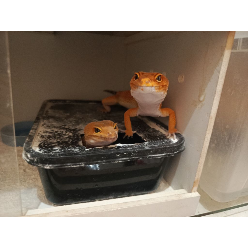 GECKO SHTCTB GIANT POS (0-3 Bulan)