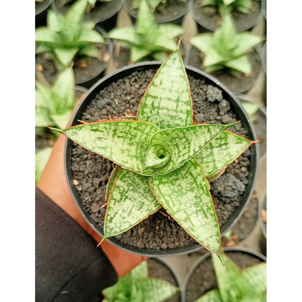 Sansevieria Hybrid Toxin