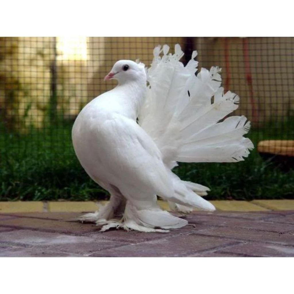 telur fertil burung merpati kipas untuk di tetas kan