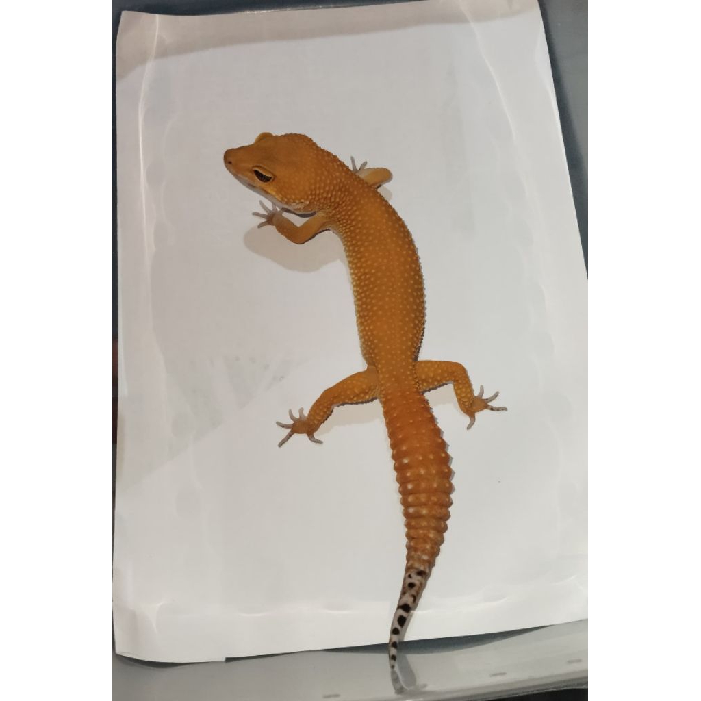 Mainan Leopard Gecko Emerine M (017)