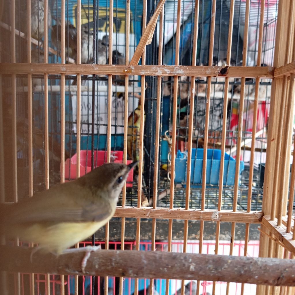 CIKRAK BAMBU - BURUNG BAHAN -KHSUS BANDUNG SAJA