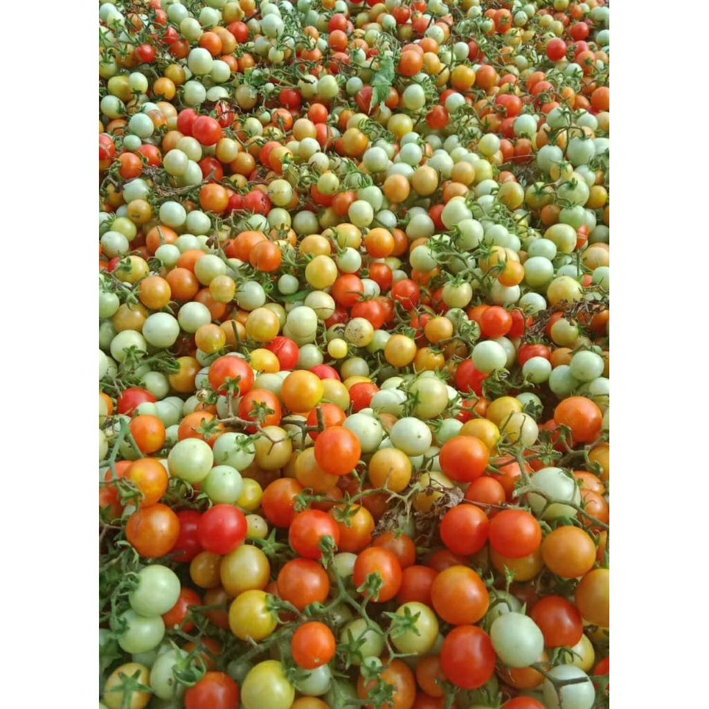 Tomat Rampai Khas Lampung 1 Kg | Rampai Ranggem Segar