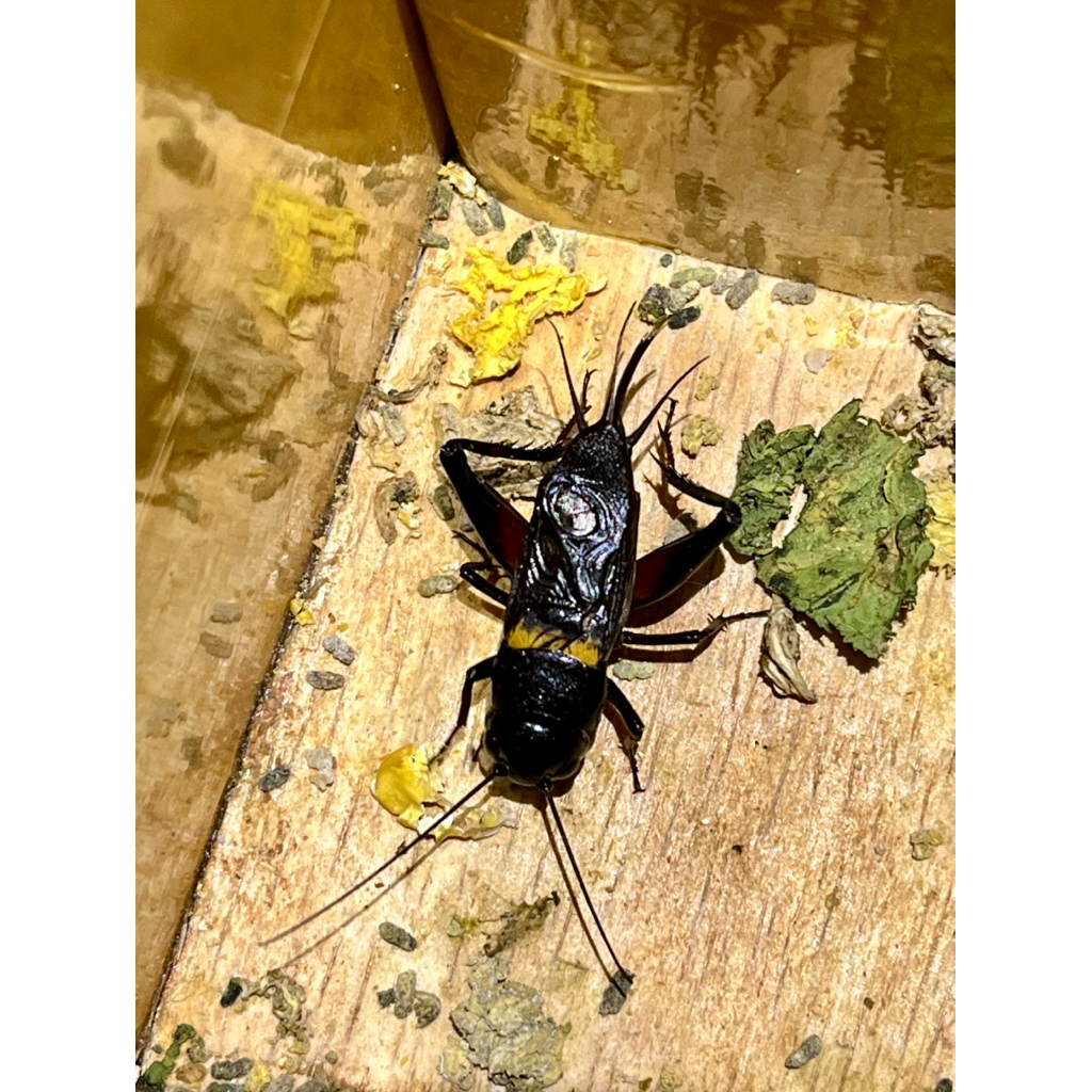 JUAL JANGKRIK MURAH JANGKRIK KALUNG, JANGKRIK ADUAN, JANGKRIK ALAM, JANGKRIK MASTERAN