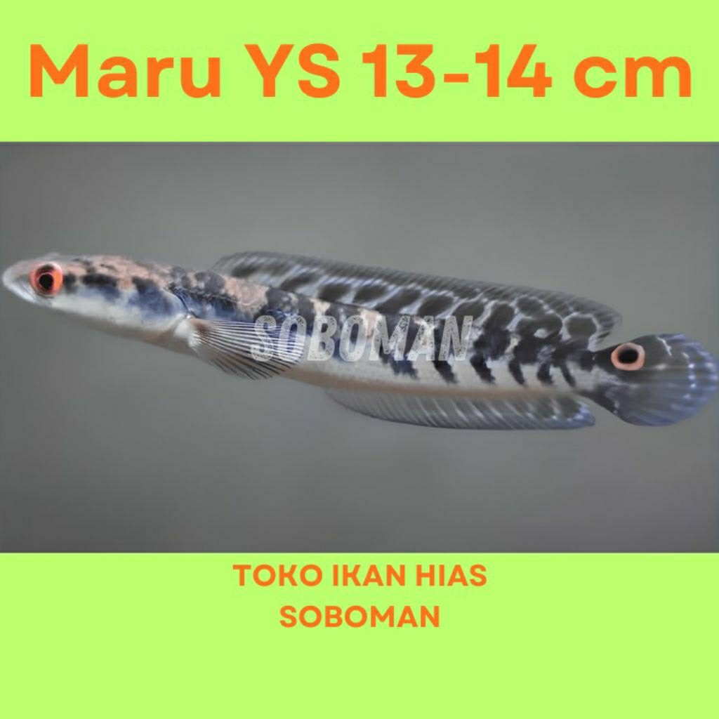 ( COD) maru YS batik 13-14 cm