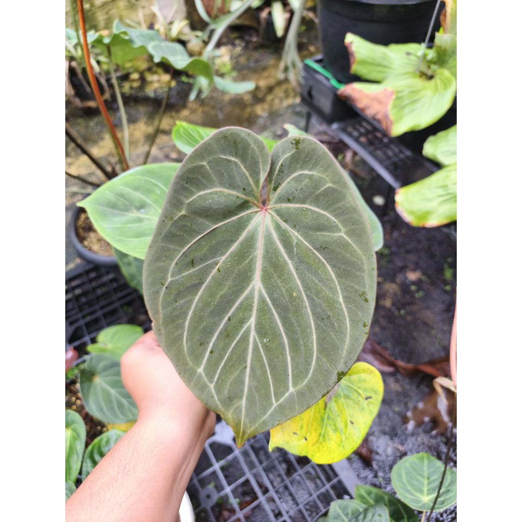 anthurium kuping gajah king of spades (HU) original