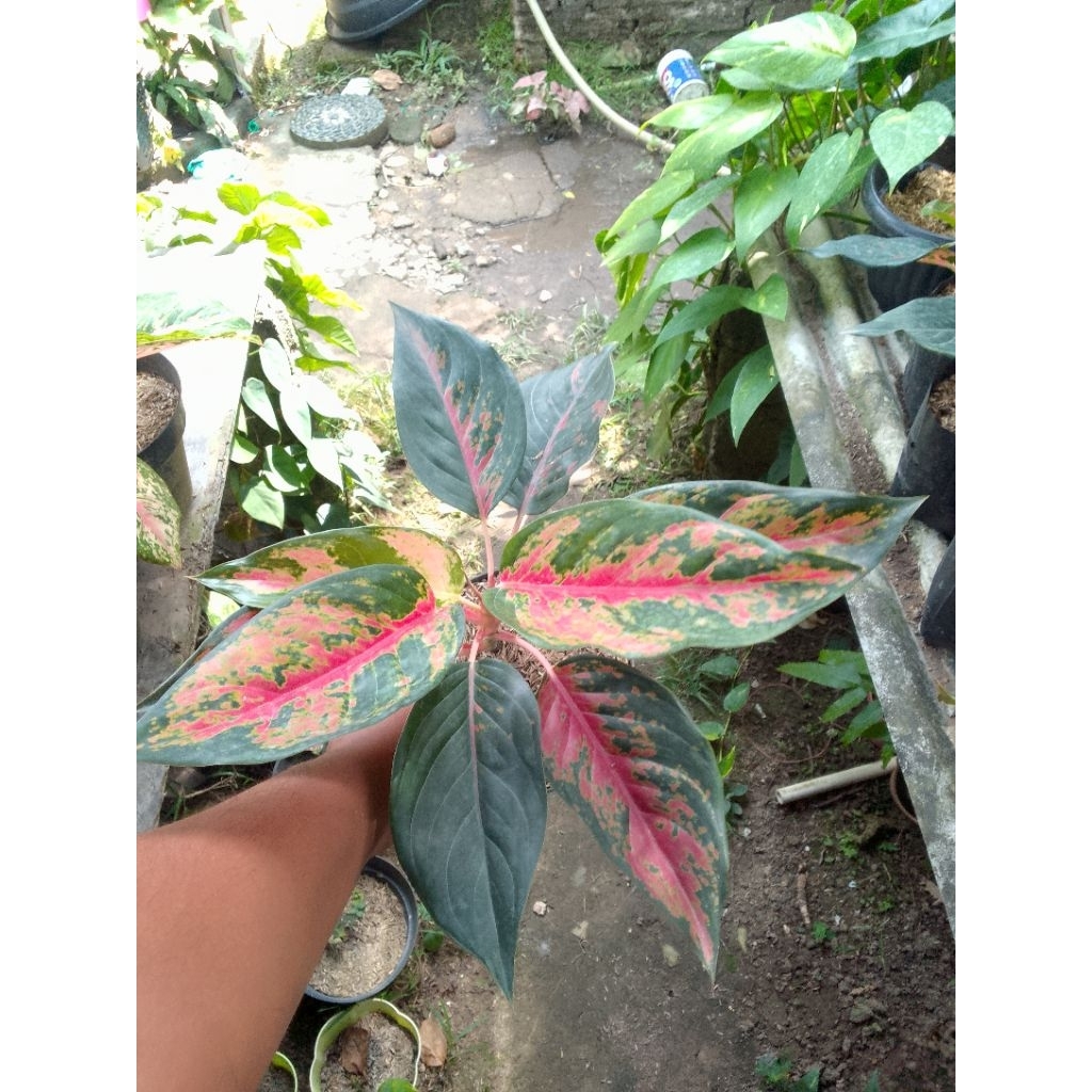 tanaman hias aglonema kochin cameleon