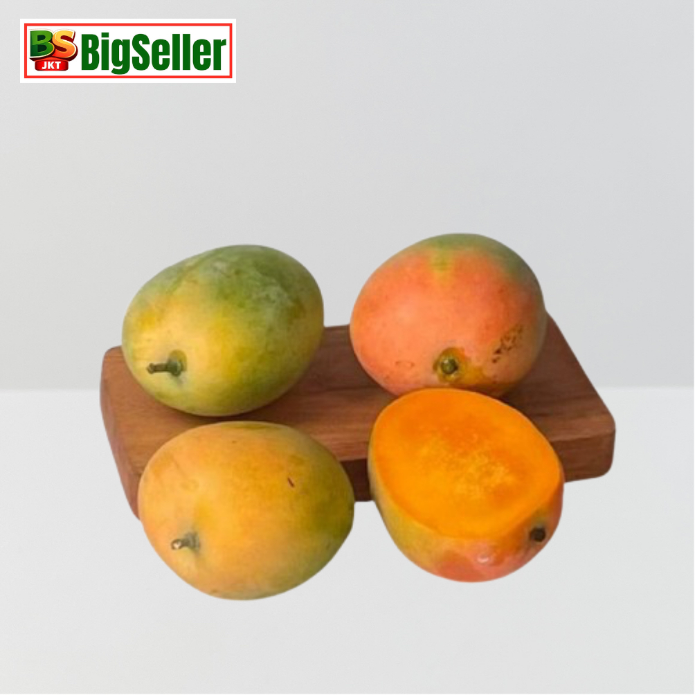 MANGGA GEDONG GINCU SUPER QUALITY