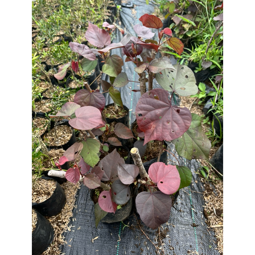 BAHAN BONSAI WARU MERAH SUPER RED