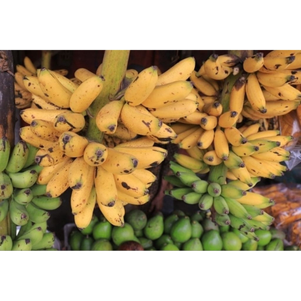 Pisang Mas