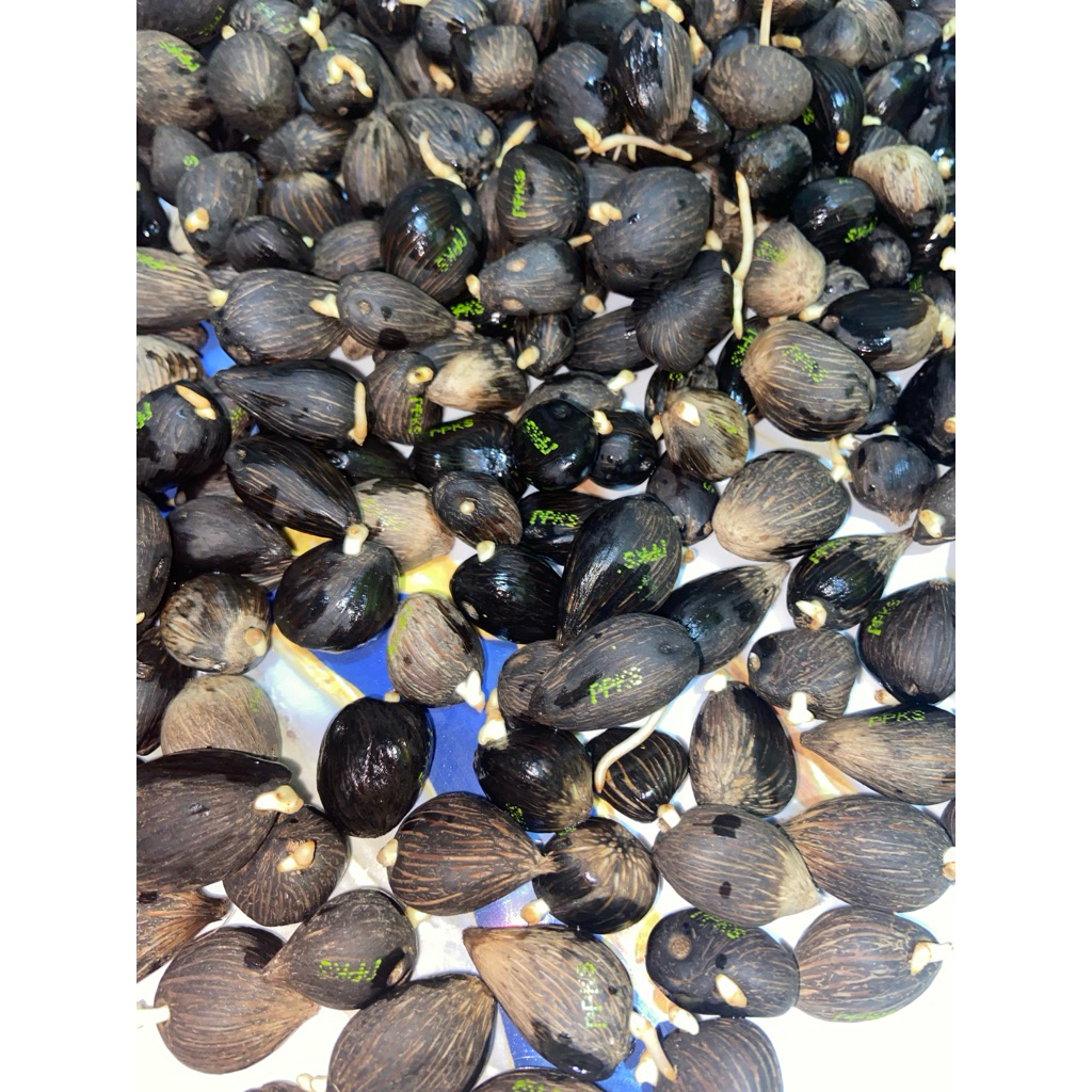 Benih Kecambah Sawit Unggul PPKS Yangambi -/ Butir, Bersertifikat