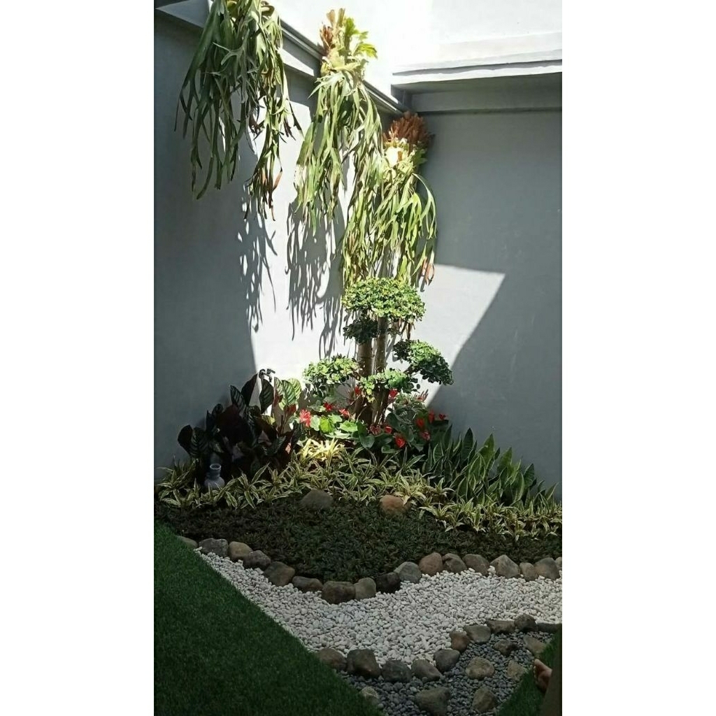 Taman Minimalis Depan Rumah