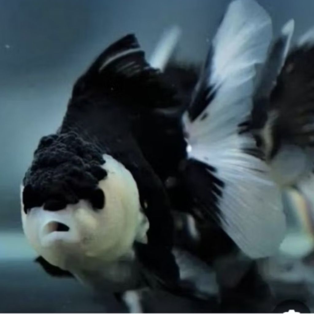 Mas koki oranda rosetail hitam putih hiasan aquarium