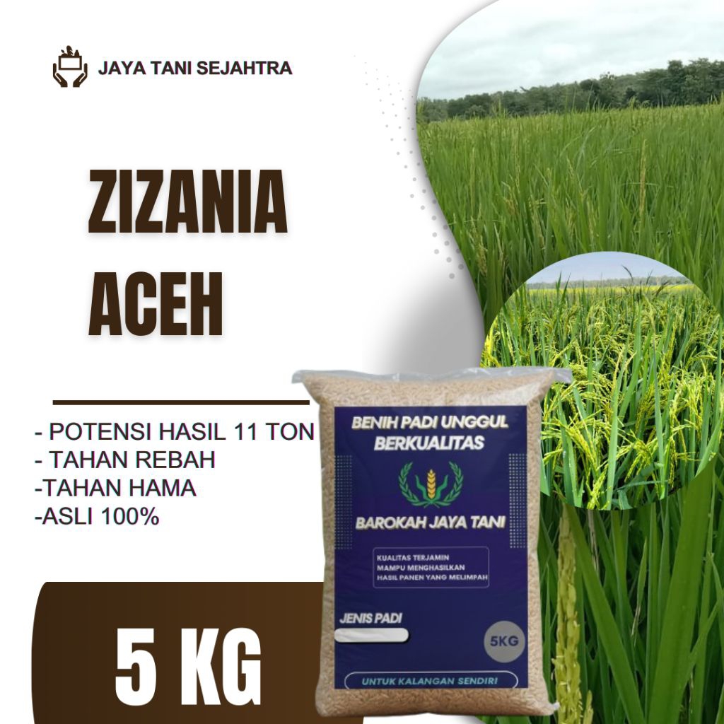 BENIH PADI UNGGUL ZIZANIA ACEH KEMASAN 5KG