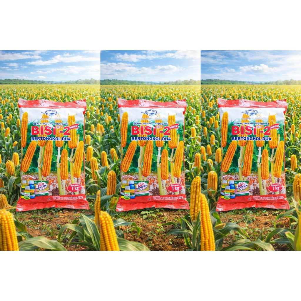 BIBIT BIJI Jagung HIBRIDA BISI 2