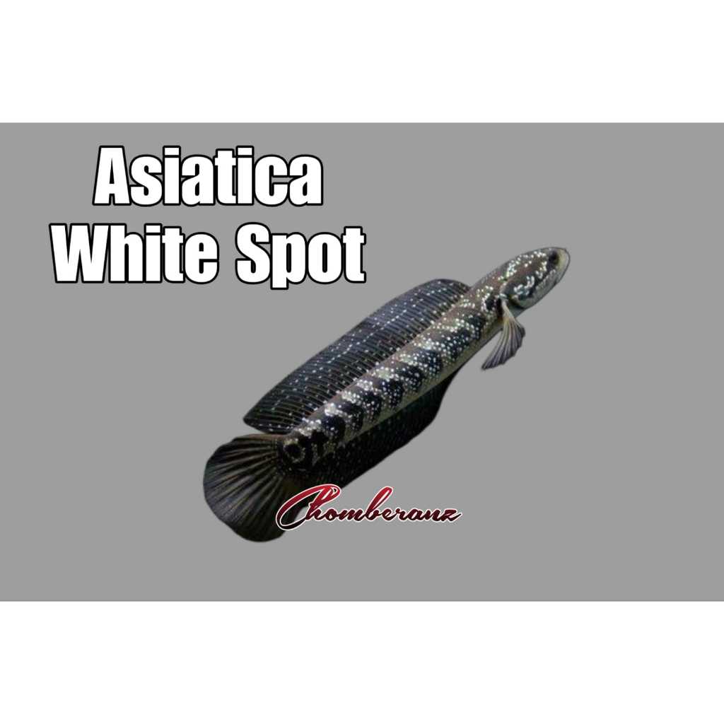 Asiatica White Spot Asiatica WS