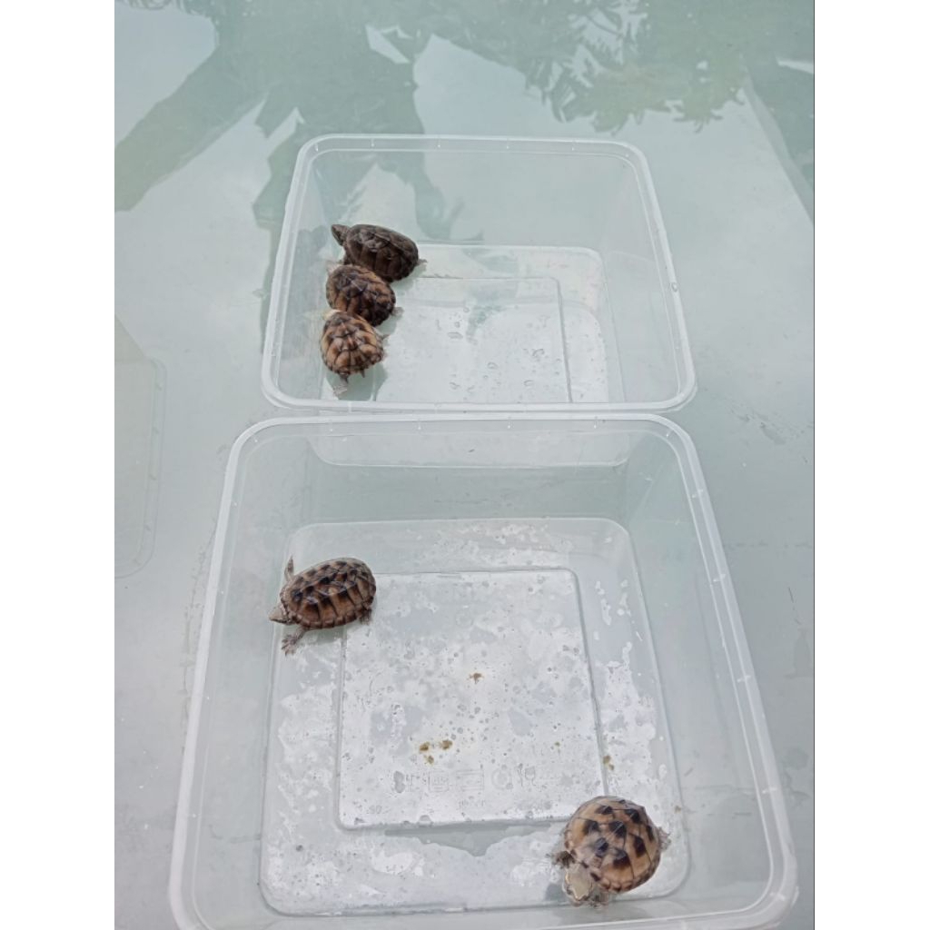 PELET KURA STINKPOT / STINKPOT TURTLE