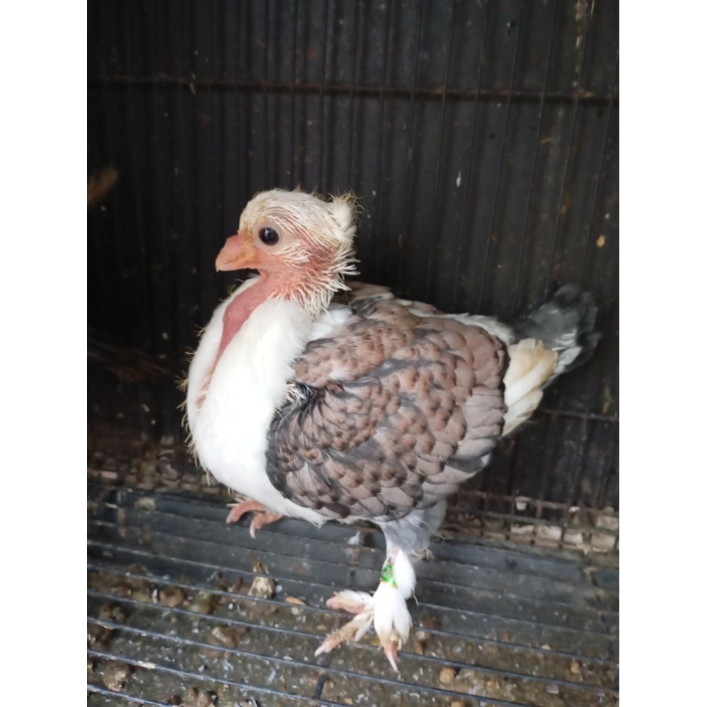 Merpati Hias Santinet Piyik