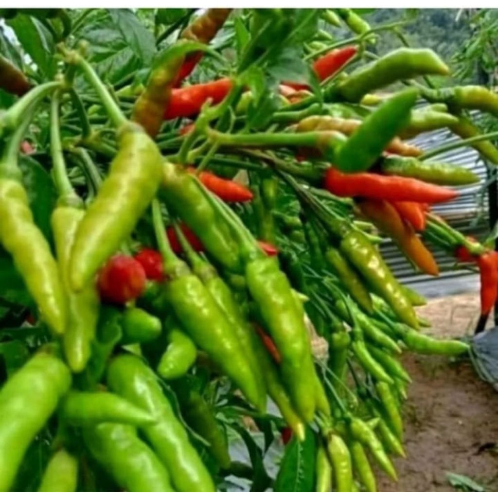 BIJI BENIH CABAI RAWIT HIJAU ISI 320 BIJI