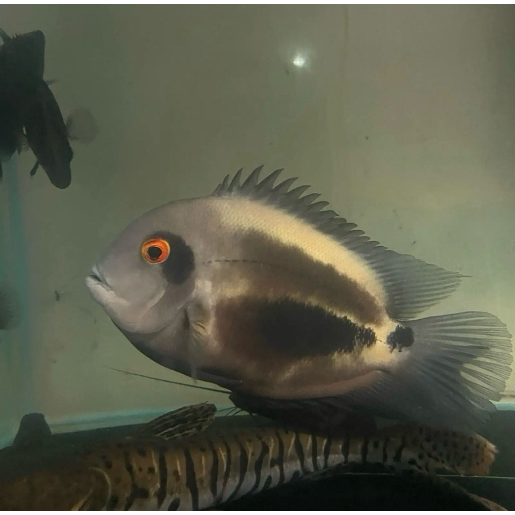 Hiasan Aquarium Cichlid Uaru size 22cm