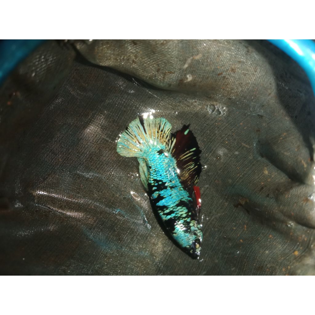 avatar gordon, avatar copper