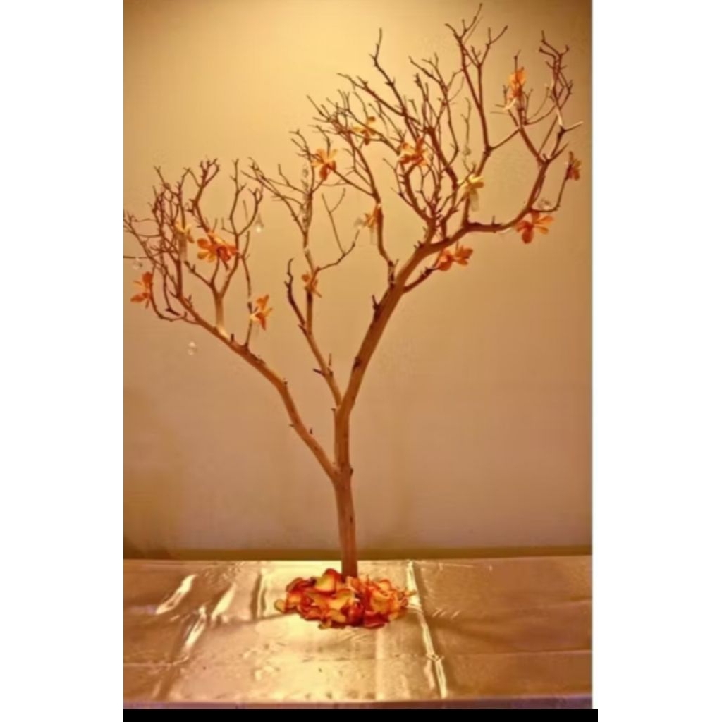 Paket Hemat 5 Pcs Ranting Kayu Kupas Halus 120 cm untuk Dekorasi