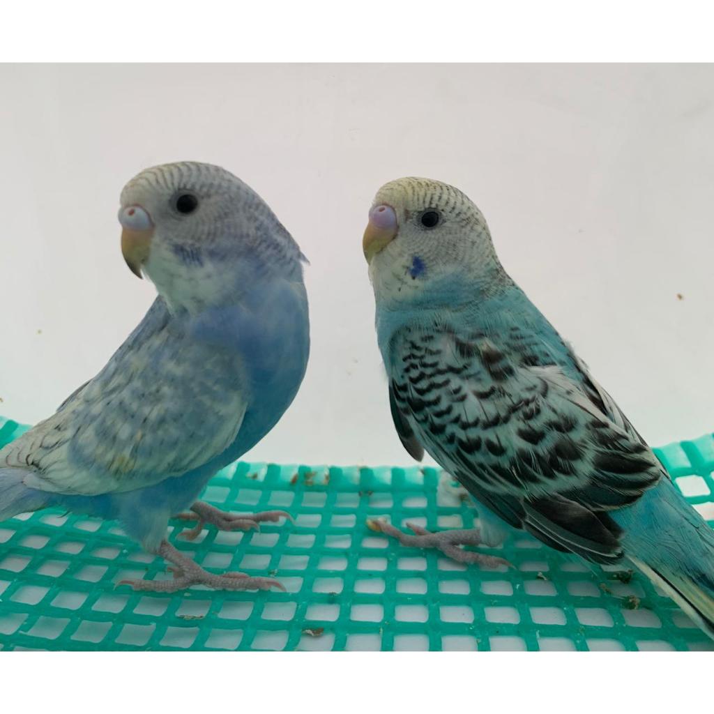 burung parkit burung kicau burung parkit lokal sepsang