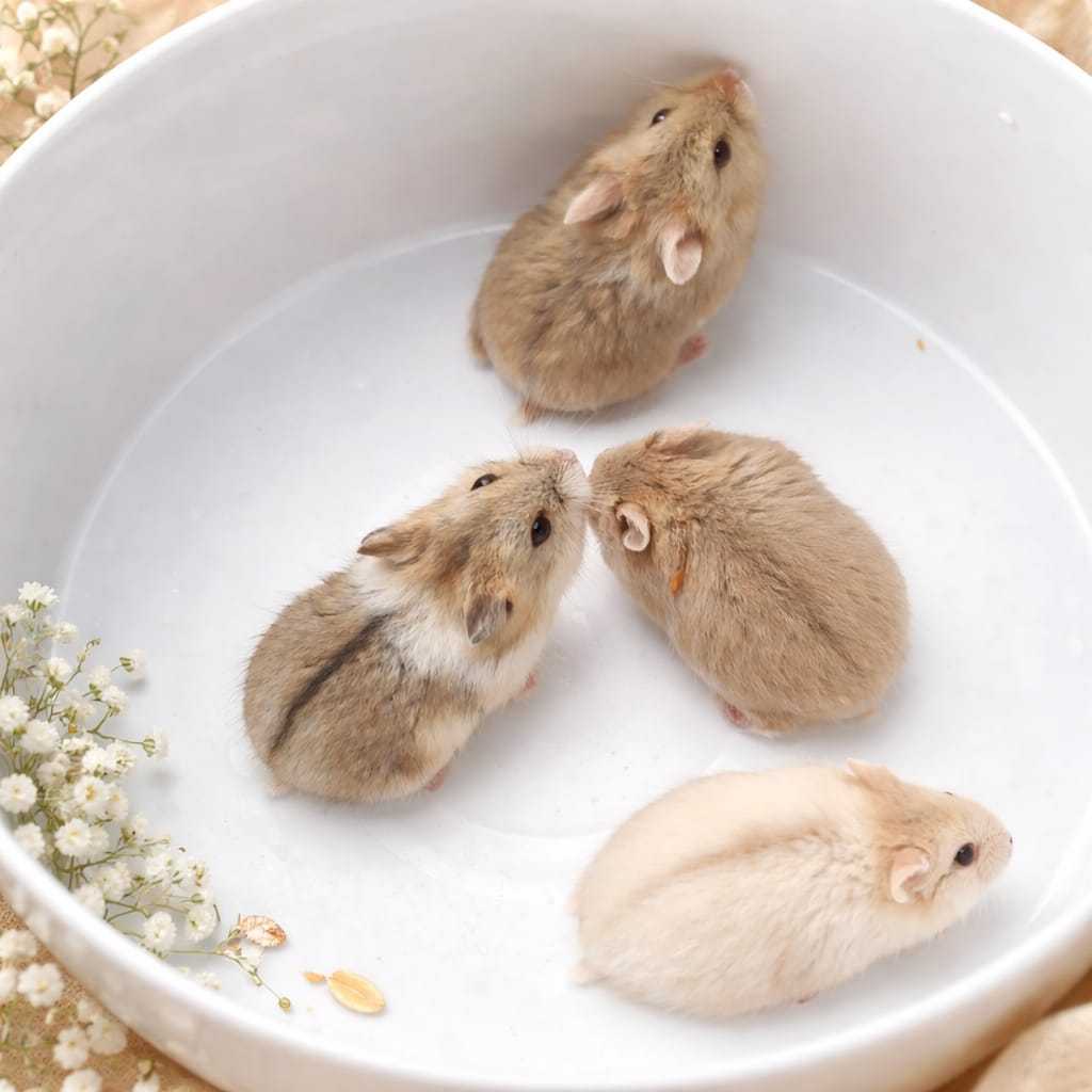 Hamster Campbell Anakan Usia 1 Bulan Sehat Aktif