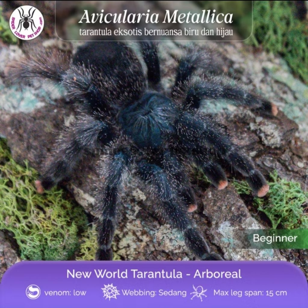 AVICULARIA METALLICA FEMALE TARANTULA