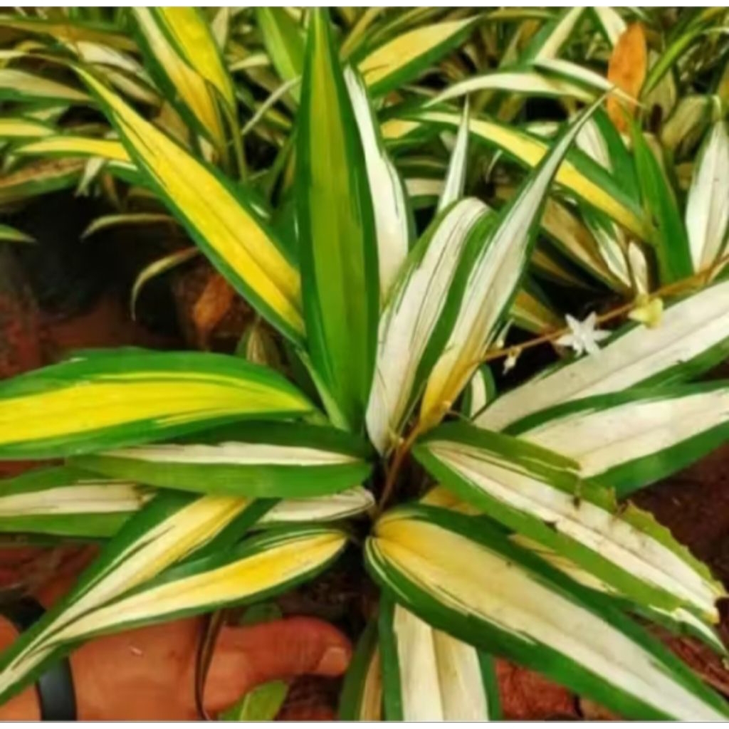 Tanaman Hias Lili paris kuning- lili paris golden