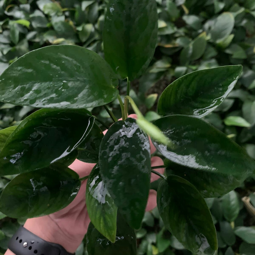 Anubias nana M