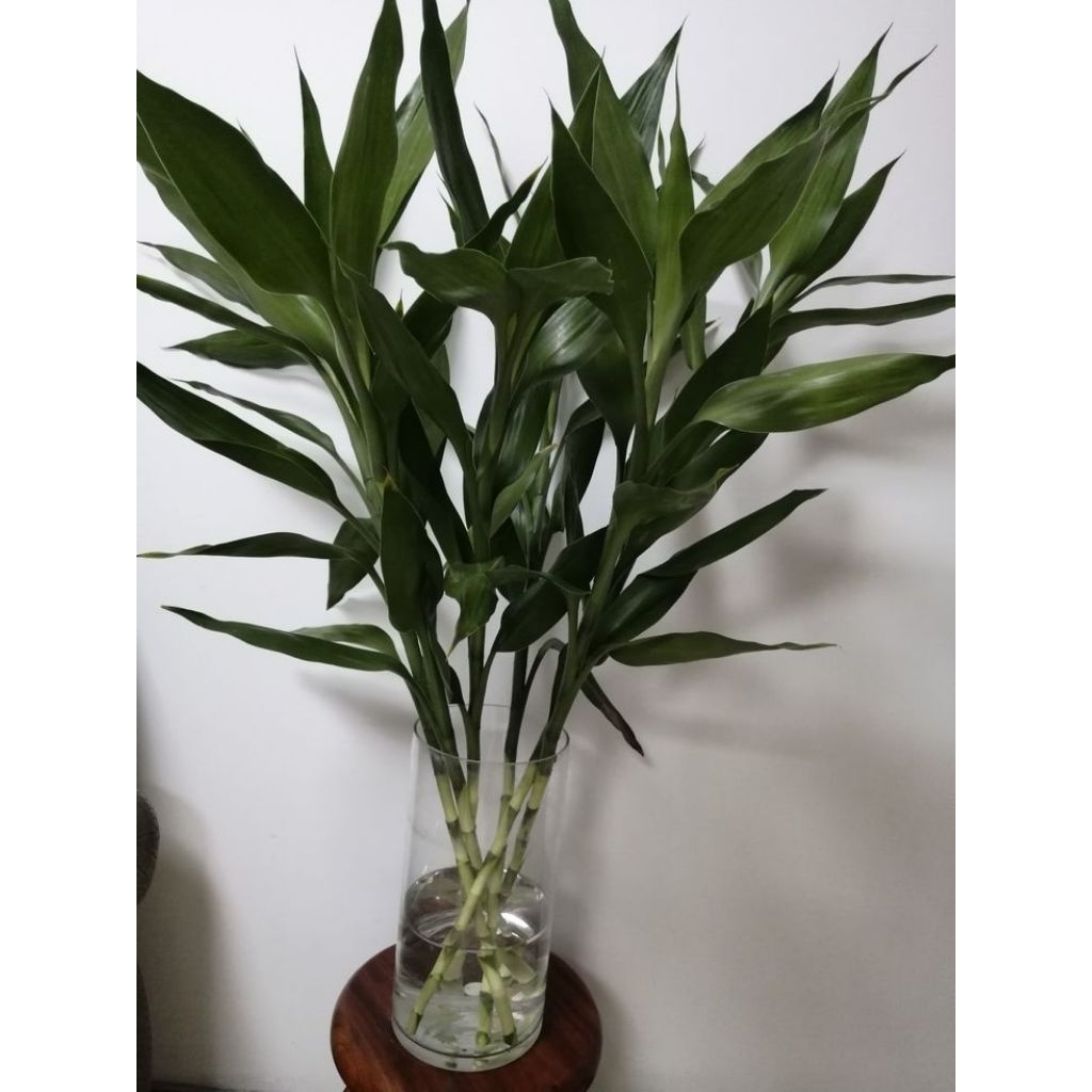 bambu hoki sri rejeki tanaman pembawa rejeki tanaman air