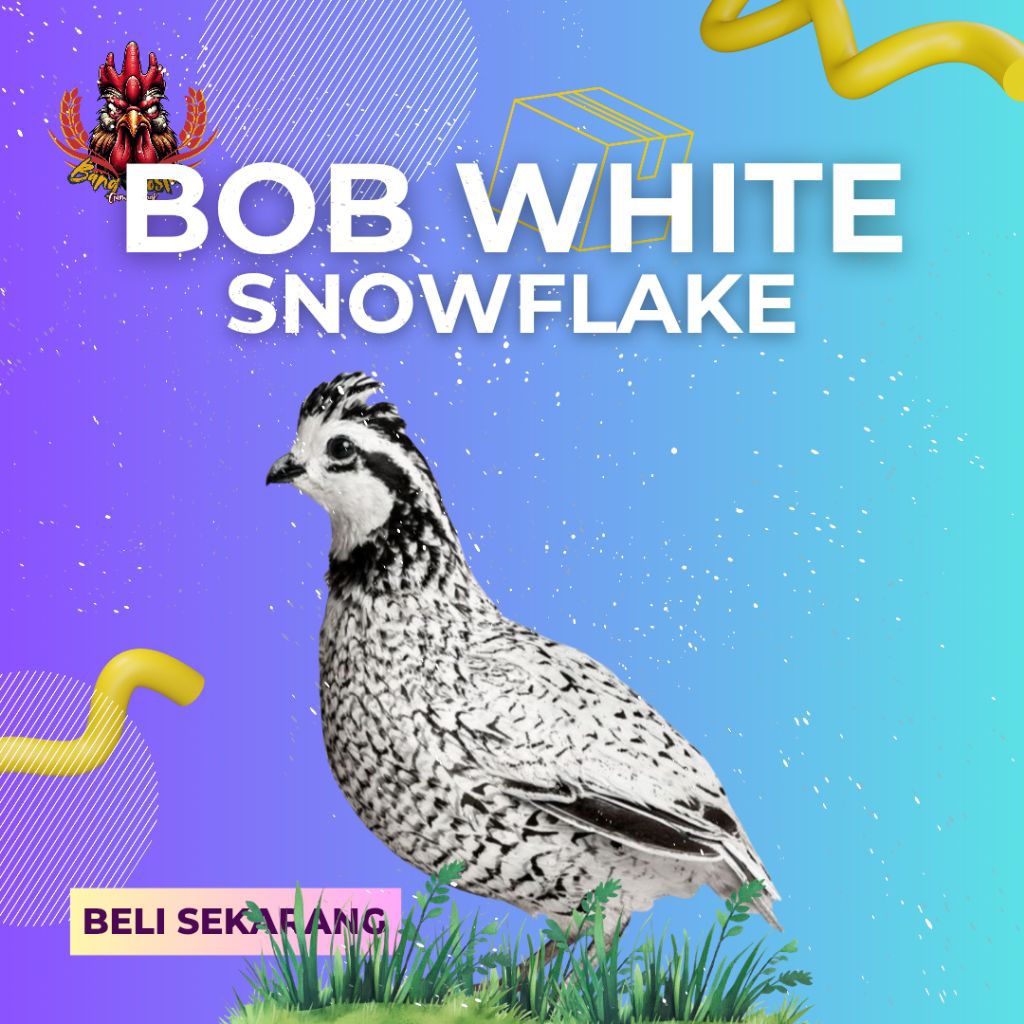 Puyuh Bobwhite Snowflake Sepasang