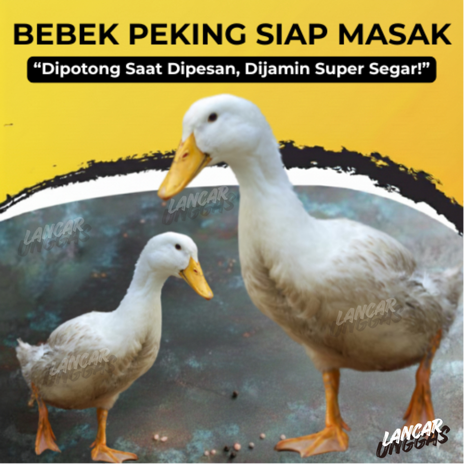 [POTONG DADAKAN] Bebek Hibrida Peking Super 2kg Up - Daging Segar Utuh Termasuk Kepala Ati Ampela