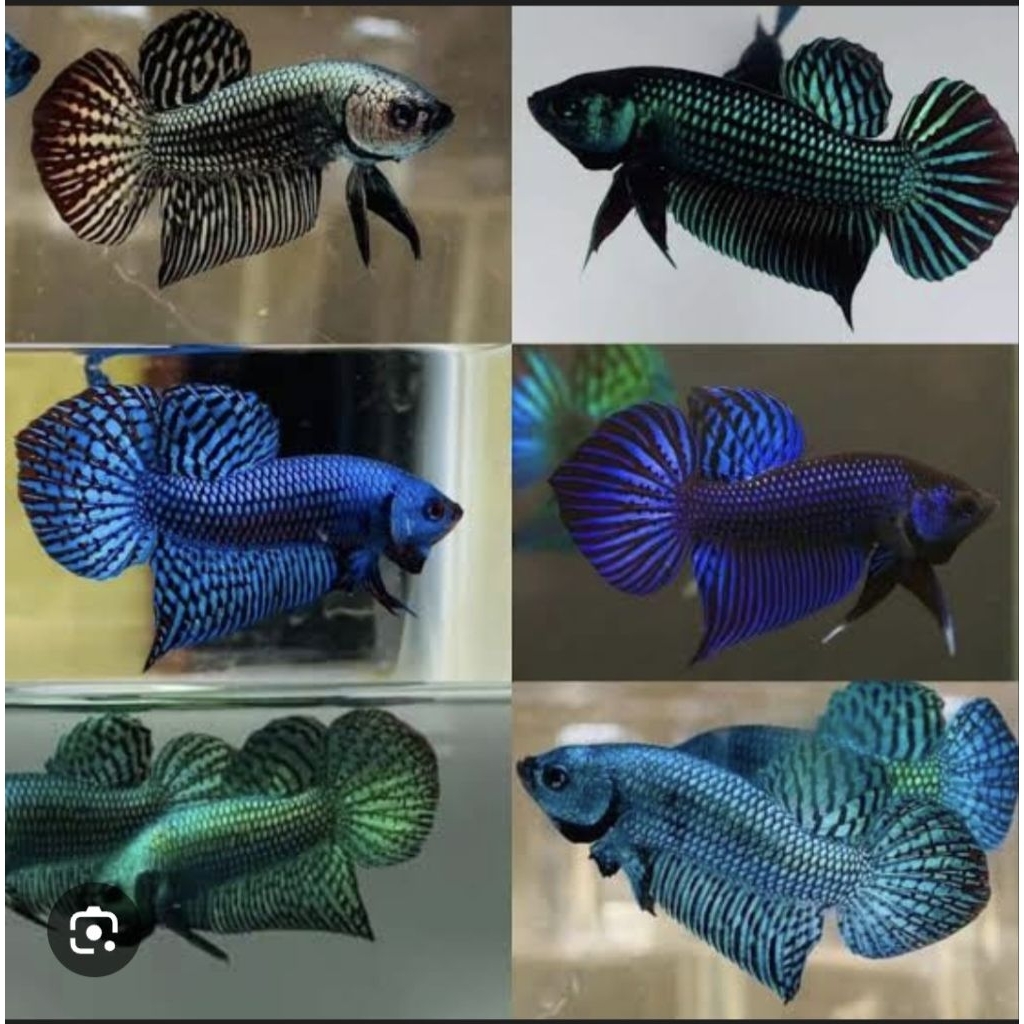 Ikan Cupang Alien Super M++ - Petarung Agresif, Mental Tangguh