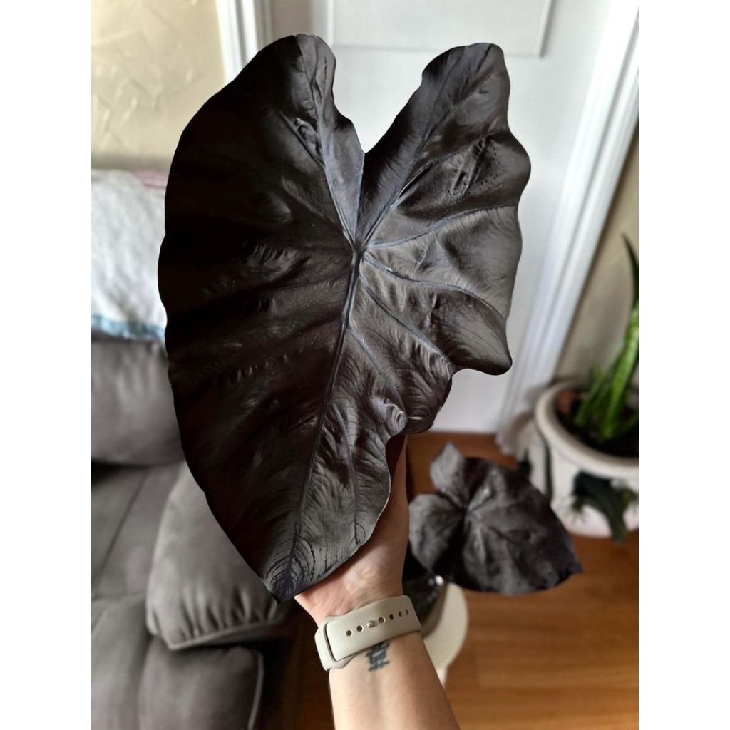 colocasia black coral